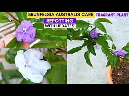 Image result for Brunfelsia australis