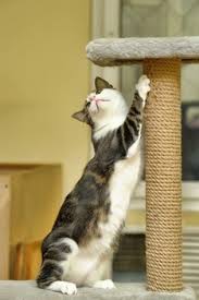 Does declawing a cat affect its personality? Laser Declaw Porter Pet Hospital