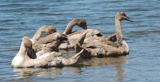 Baby Swans Are Called A Flapper Or A Cygnet The Female Swan Is A Pen And The Male Is A Cob A Group Of Swans Are A Team Or Herd Baby