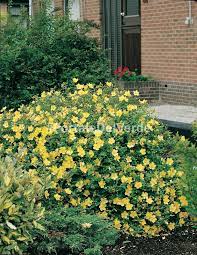Hidcote iperico fotografie immagini gratis. Hypericum Hidcote
