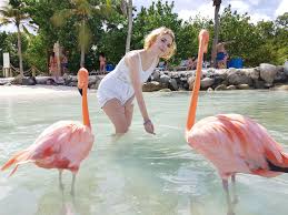 Guia Completo Dos Flamingos Em Aruba Onde Encontra Los A Questao Das Asas Cortadas Verdade Ou Mentira Quanto Custa Ir Pra Flamingo Beach E Etc 1 Viagem 2 Visoes