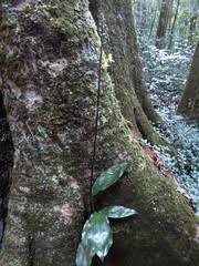 Image result for Eulophia calantha