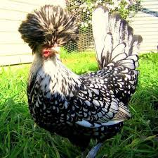 Silver polish buff laced, bearded. Polish Black And White Yellow Black Backyard Chickens Learn How To Raise Chickens