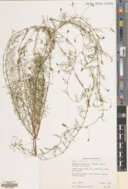 Image result for Wolffiella repanda