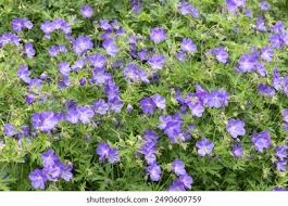 Image result for Geranium bohemicum Orhcid Blue
