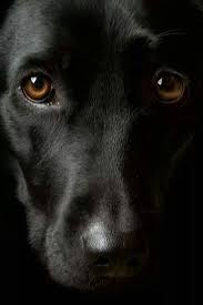 Big Black Brown And White Dog Breed Love Black Labs Soo Much Lovely Big Brown Eyes Dog Eyes Beautiful Dogs Dogs