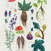 Its flowers and berries are used for cordial wine and jam but it is also associated with fairies and witches and evil influence. Https Encrypted Tbn0 Gstatic Com Images Q Tbn And9gcqetguti05myvsd8n4rnwtrxhjrxsx4k5ivmhpid04 Usqp Cau