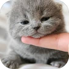1920x1080 awesome cute cat photos and pictures, cute cat 100% quality hd wallpapers for mobile. Cute Cat Wallpaper Hd Apps On Google Play