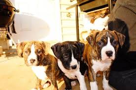We love the breed and pride ourselves with continually breeding we are passionate lovers of pitbull puppies with over 8 years experience and we specialize in producing. Pitbull Puppies For Sale Washington