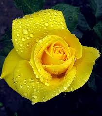 Yellow flower meanings in history. Yellow Roses Yellow Rose Meaning Yellow Roses Rose