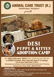 Pet stores that sell cats are readily available and are a click away from getting to you. Desi Puppy And Kitten Adoption Camp Surathkal Feb 24 2019
