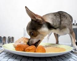 7 Foods Pets Should Never Eat Pets Can Dogs Eat Dog Food Recipes