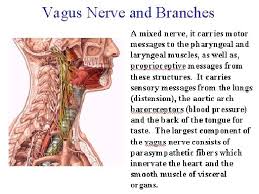 Vagus Nerve Vagus Nerve Energy Healing Health And Wellbeing