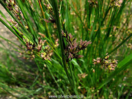 Image result for Juncus balticus
