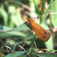 Image result for Melhania virescens