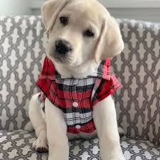 See more ideas about labrador retriever puppies, labrador retriever, puppy pictures. Cute Photos Of Labrador Retriever Puppies Popsugar Family