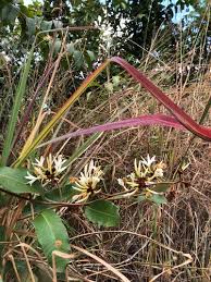 Image result for Ancylobothrys amoena