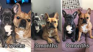 French bulldogs often face a long road of health problems, especially those pets from puppy mills. French Bulldog Growing Up From 8 Weeks To 8 Months Youtube
