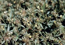 Image result for Stylosanthes guianensis