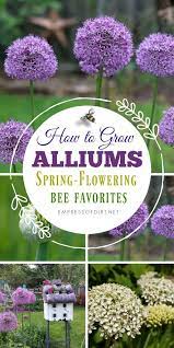 Alliums Are Beautiful Spring Flowering Bulbs That Bees Love Gardening Growingtips Flowers Flo Spring Flowering Bulbs Beautiful Flowers Garden Garden Bulbs