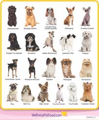 types of toy breeds types of dogs breeds dog breeds list