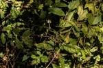 Image result for Ceropegia arenarioides