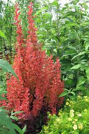 We did not find results for: Buy The Best Cold Hardy Shrubs Bushes That Will Grow In Usda Planting Zone 5 For Sale Online From Wilson Bros Gardens