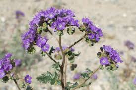 Image result for Toddalia crenulata