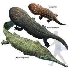 Image result for Dyschoriste transvaalensis