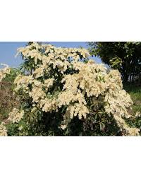 Image result for Pieris japonský debutante obrázek