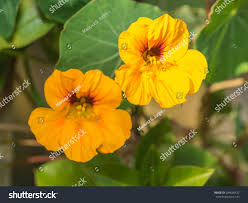 Image result for Tropaeolaceae