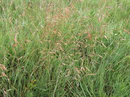 Image result for Aristida congesta