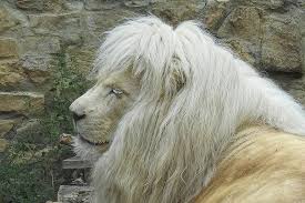 White lions were recorded for the first time in 1938 and then in the early 1940s. Lion White White Lion Mane Zoo Animal Portrait Big Cat Rarely Pikist