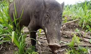 Check spelling or type a new query. Seaborne Invasion Of Wild Boar Swamps Mystical Malaysian Island Indonesia The Guardian