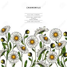 They love fertile soil but may tolerate slightly dry one. Hand Drawn Wild Hay Flowers Chamomile Daisy Flower Medical Herb Colored Engraved Art Border Composition Good For Cosmetics Medicine Treating Aromatherapy Nursing Package Design Health Care Lizenzfrei Nutzbare Vektorgrafiken Clip Arts