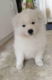 We did not find results for: Samoyed Puppies For Sale Portland Or 71025 Petzlover
