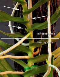 Image result for Tridactyle tricuspis