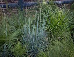 We did not find results for: Schizachyrium Scoparium Standing Ovation We Chose Our Cultivar Because It Was Bred To Stay Upright Longer Little Blues Plants Ornamental Grasses Garden Site