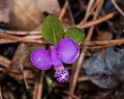 Image result for Polygala filicaulis