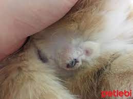 erkek kedi kisirlastirma ucreti evcil hayvan blog