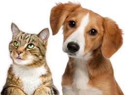 Help The Animals Inc Cute Puppies And Kittens Animal Shelter Adoption Pet Adoption