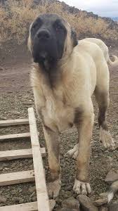 Pin By Vince On Armando Leon Landaveri In 2020 Kangal Dog Big Dogs Street Dogs