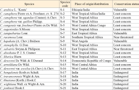 Image result for Coffea salvatrix