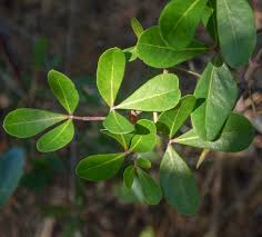 Image result for Rhoicissus digitata