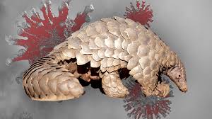 A deep dive into the genetics of the novel coronavirus shows it seems to have spent some time infecting both bats and pangolins before it jumped into humans, researchers said friday. Pangolin Identified As Potential Link For Novel Coronavirus Spread