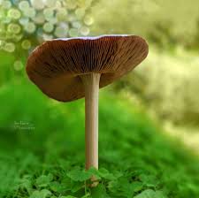Mushroom فطر Plants Flowers Dandelion