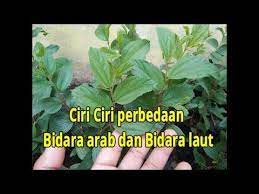 Ciri Ciri Perbedaanya Bidara Arab Sama Bidara Laut Bidara Arab Sidr Vs Bidara Laut Becol Youtube Persamaan Lautan
