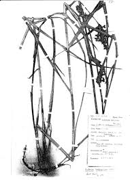 Image result for Scleria sp.no.1