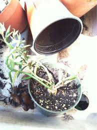 Image result for Monadenium crenatum