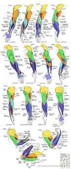 Learn vocabulary, terms and more with flashcards, games and other study tools. Arms Anatomy Stretched Flexed And Straight Arm Anatomy Anatomy Drawing Anatomy Reference